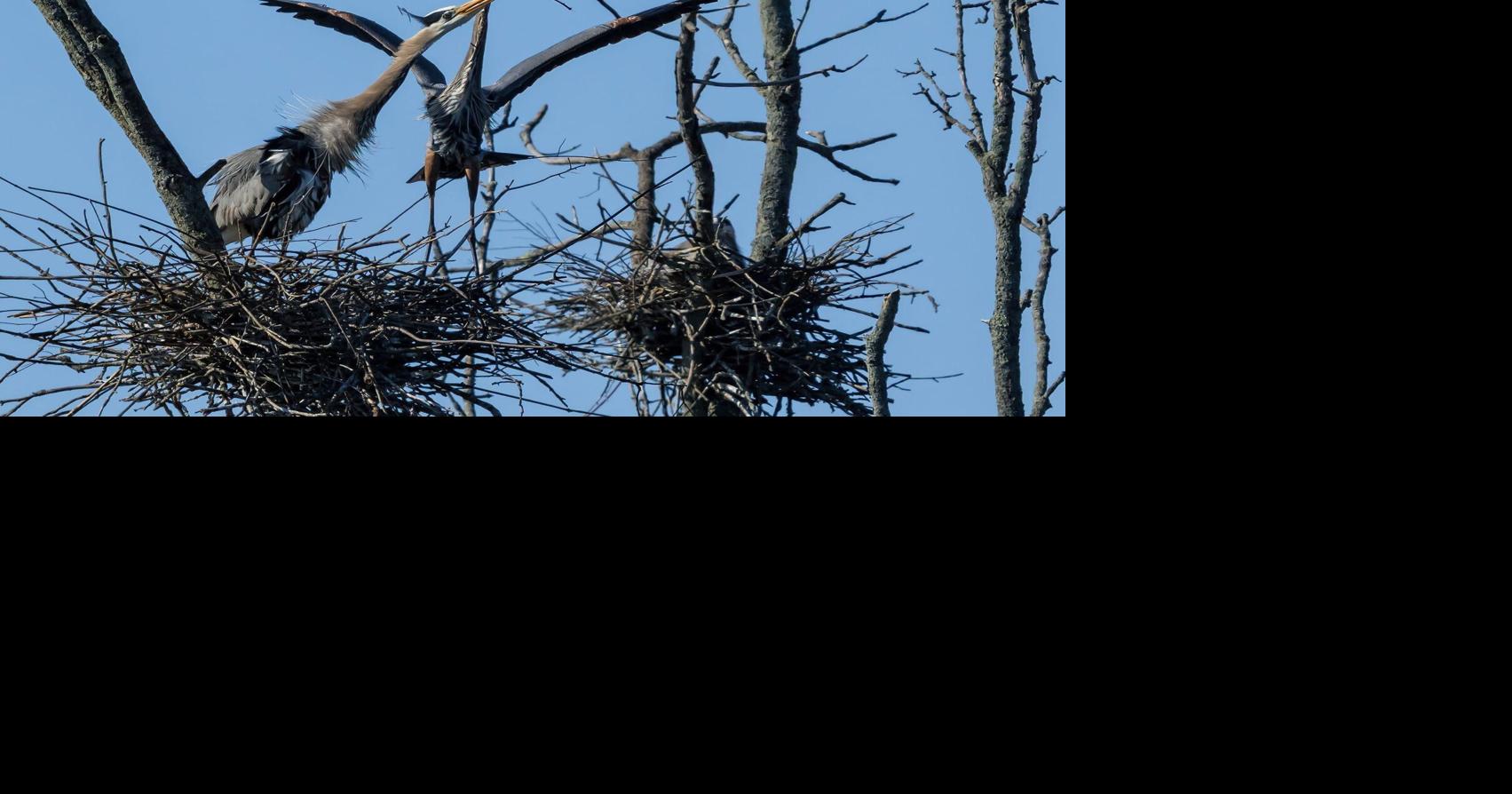 Visiting a heron rookery