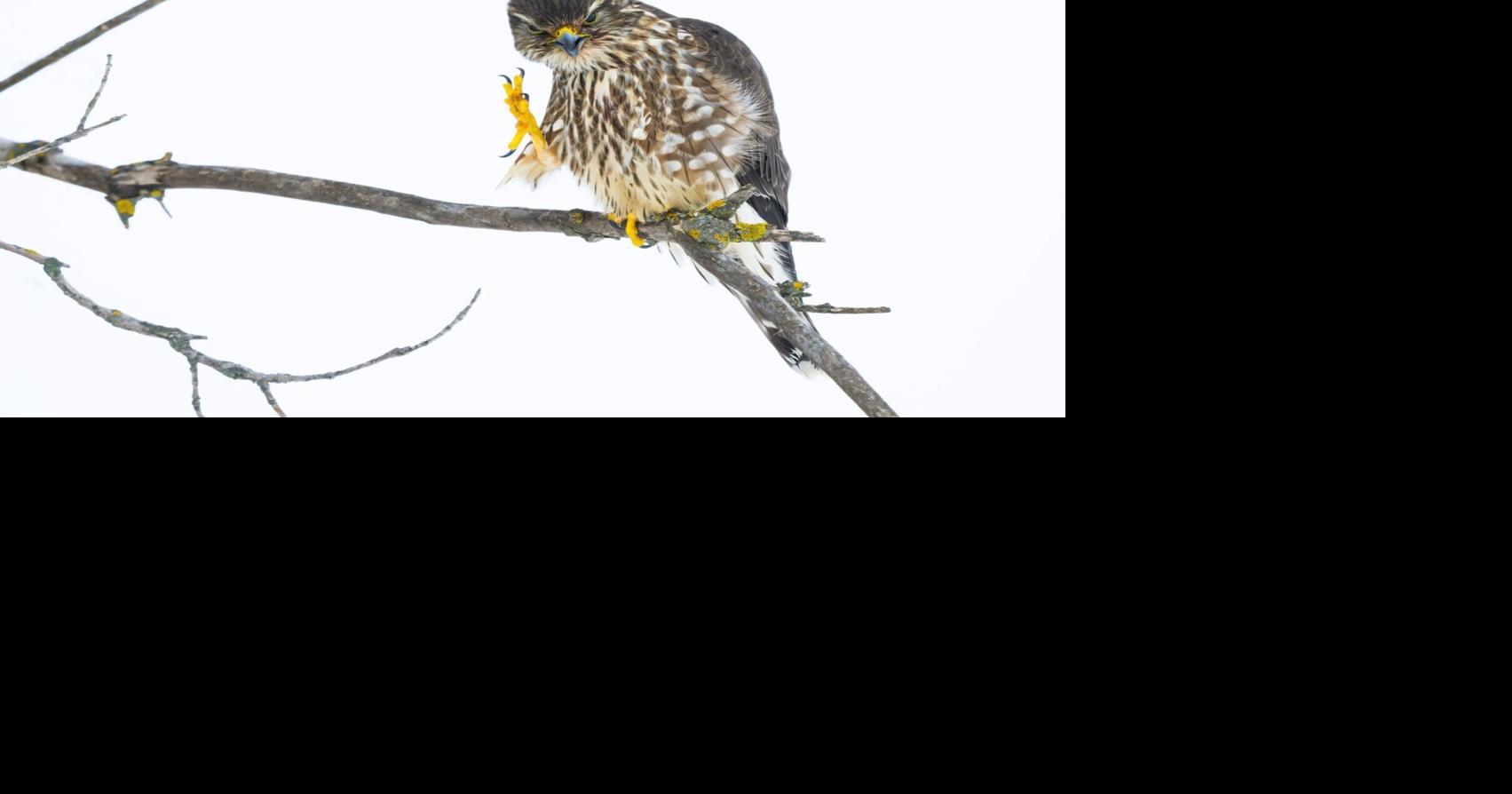 Raptors settling in for winter