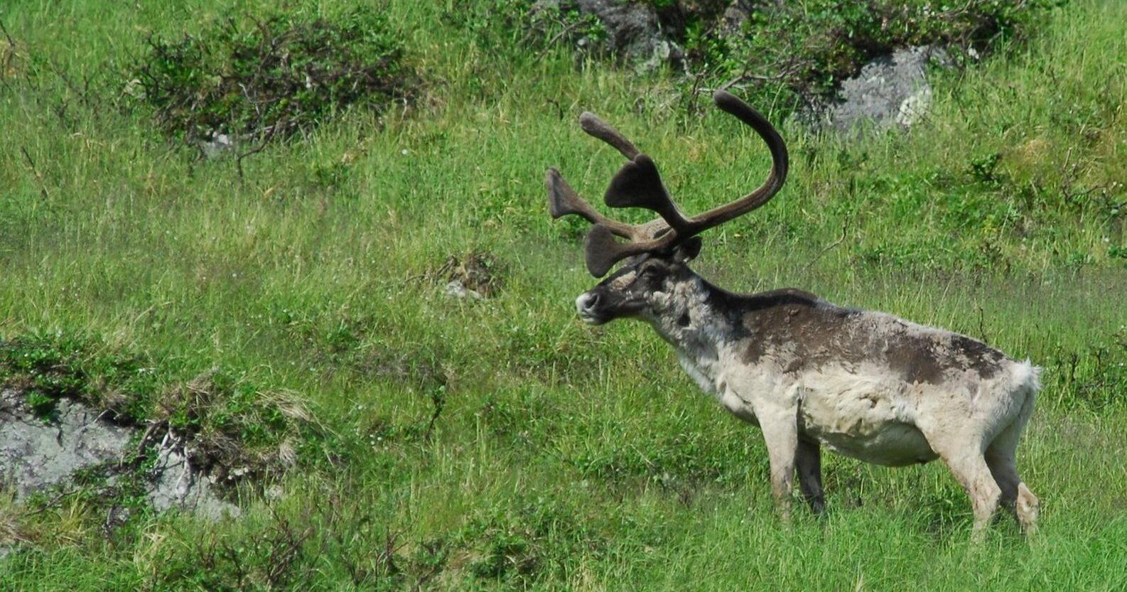 Quebec reports birth of more than a dozen new caribou fawns