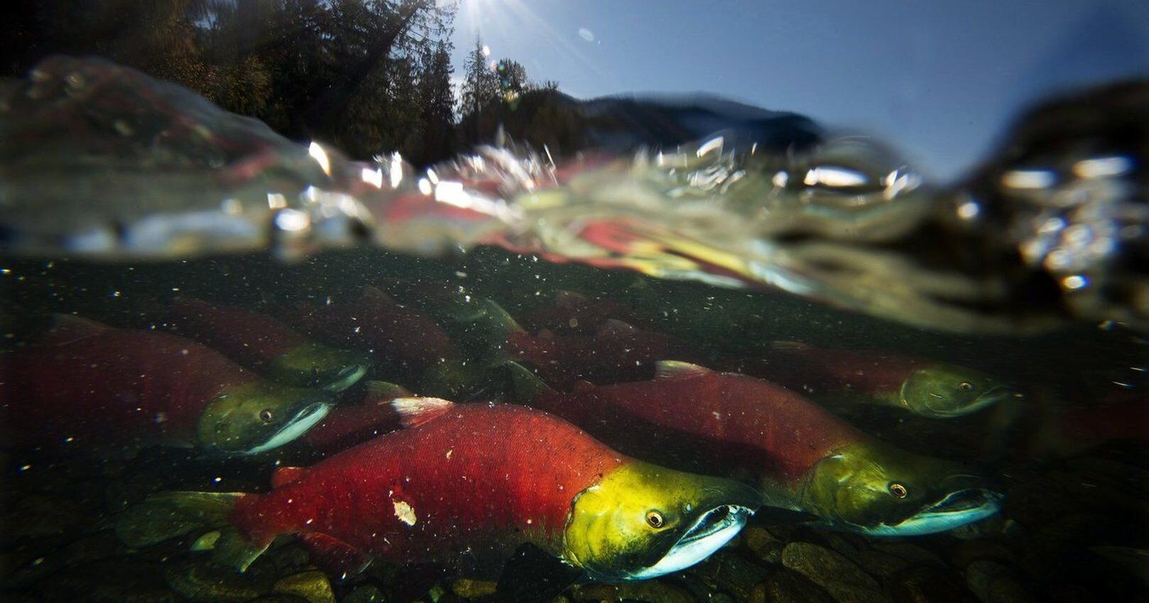 B . C ., federal governments announce $106 . 5 million investment for new fisheries fund