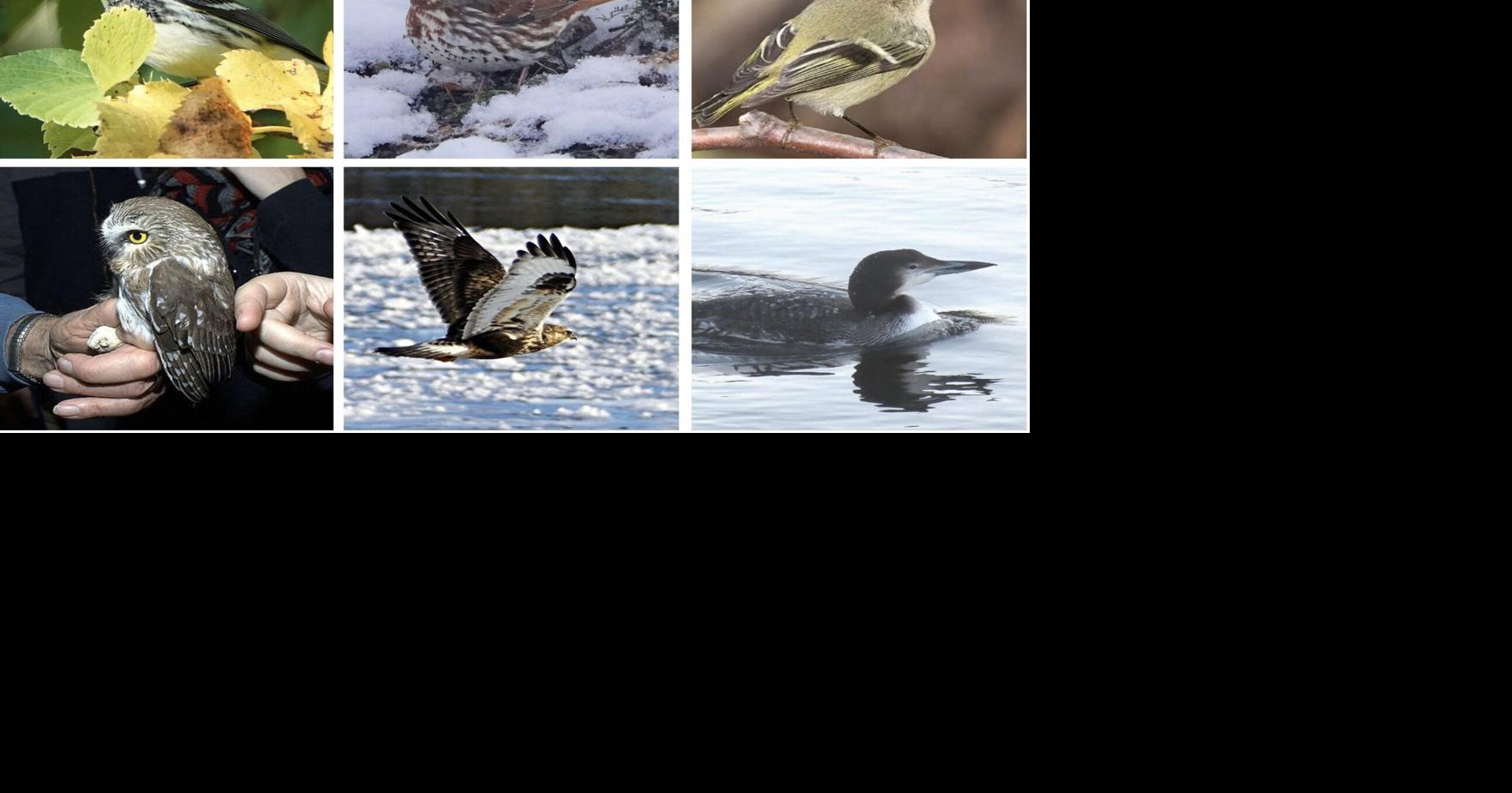 A Kawartha’s fall bird almanac