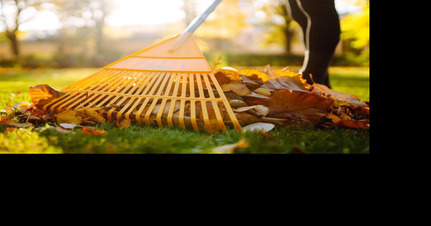 Kawartha Lakes curbside leaf collection returns in November