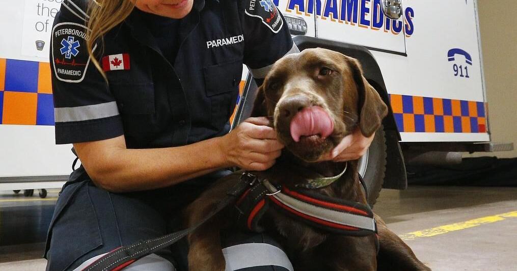 Charlie, Peterborough County's newest hire, helps local paramedics open up — one belly rub at a time - Vimarsana News