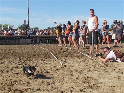 Wiener dog races are almost here! - Fort Erie Race Track