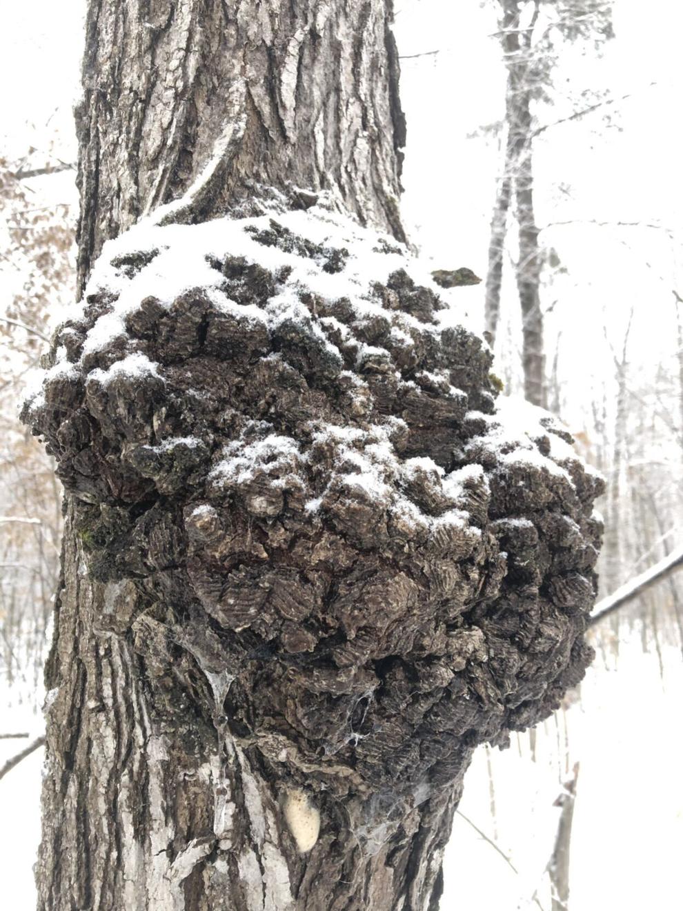 Burls and cankers reveal how trees respond to stress