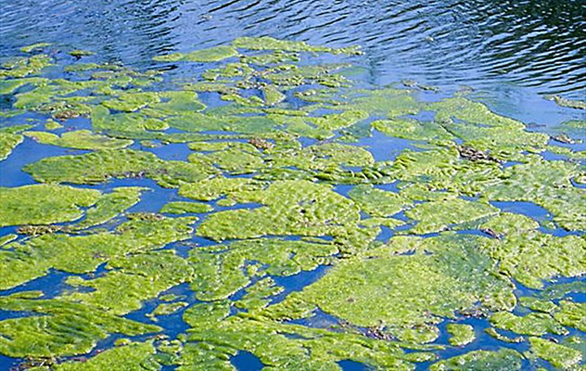 Blue green algae campaign launched
