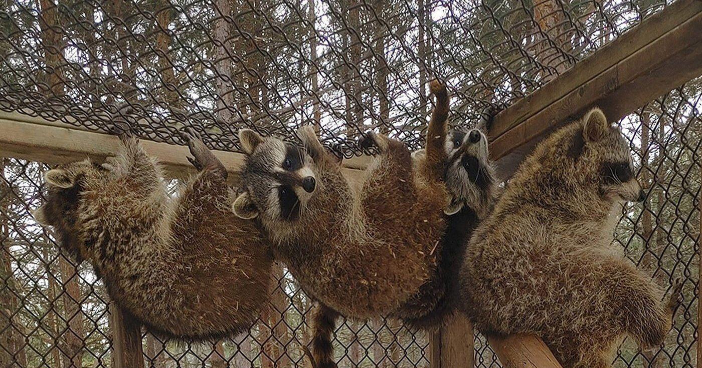 Kawartha raccoon rescue group vows to right MNRF charges - Vimarsana News