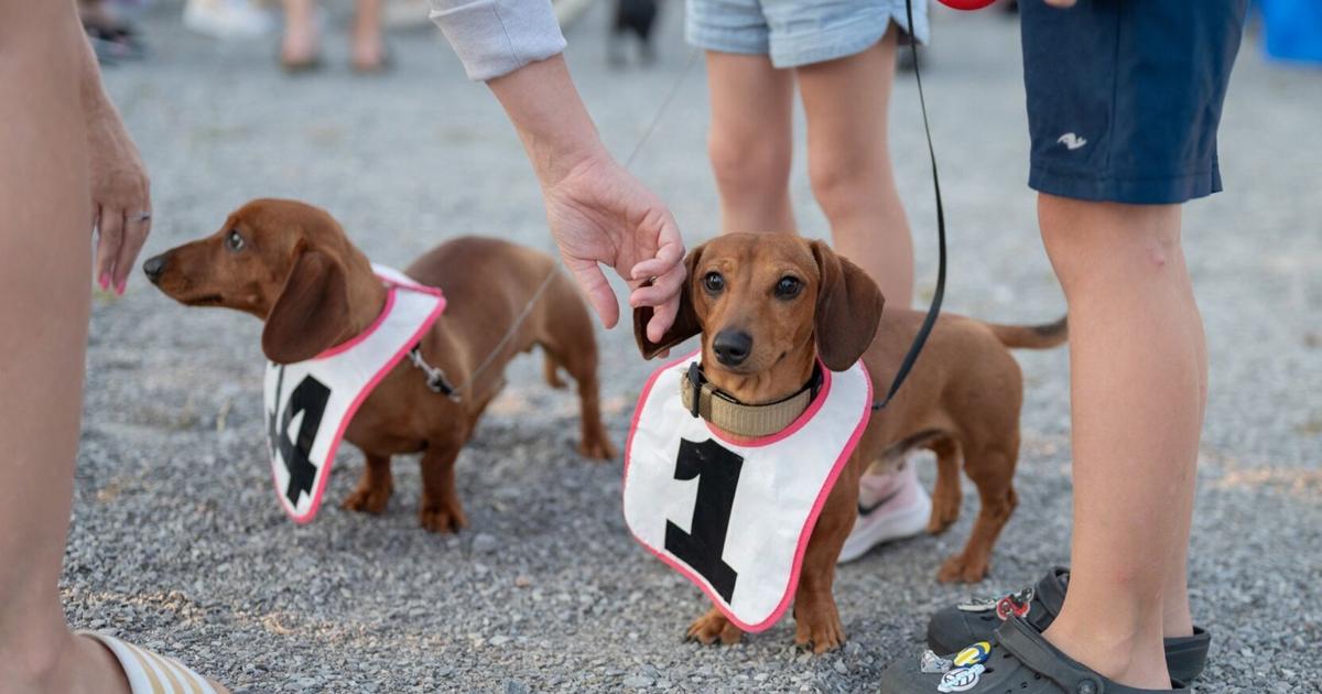 Stainforth Dog Racing Unique dog racing event returns to Kawartha Downs