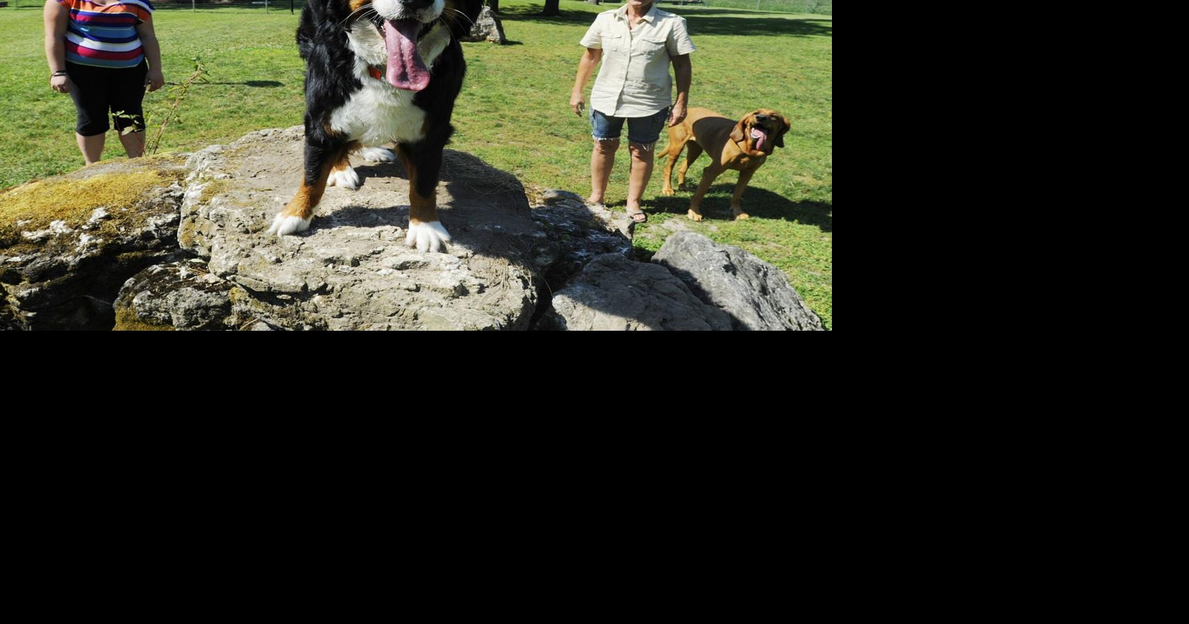 Peterborough West Animal Hospital dog park reopening after safety closure