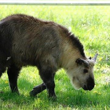 Yao Ming the Sichuan takin dies at Peterborough's Riverview Park and Zoo - Vimarsana News