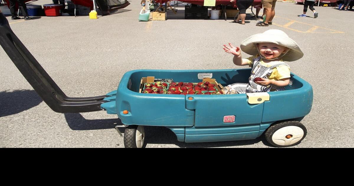 Photos Sweet strawberry season in Lakefield