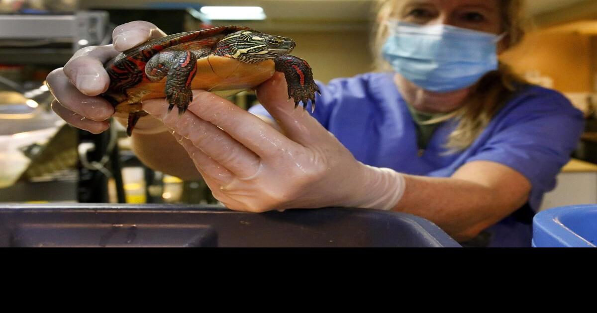 Ontario Turtle Conservation Centre moving to larger site in Peterborough