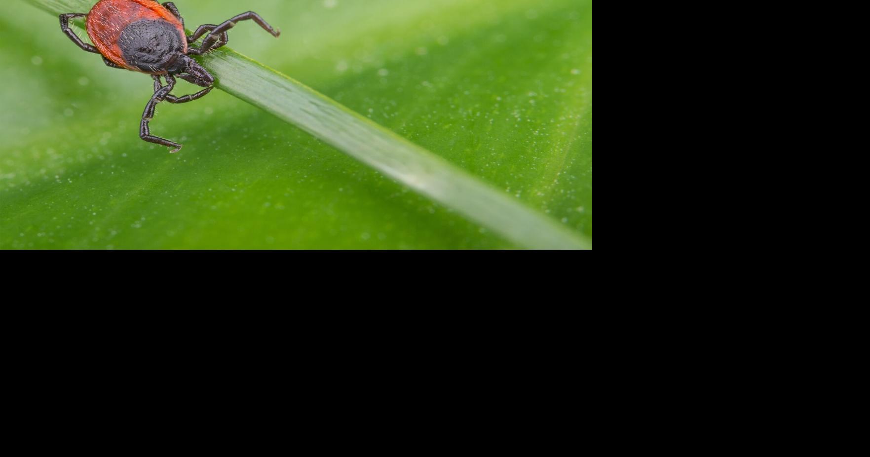 Awareness and action key tools in addressing rising tick risks: health unit
