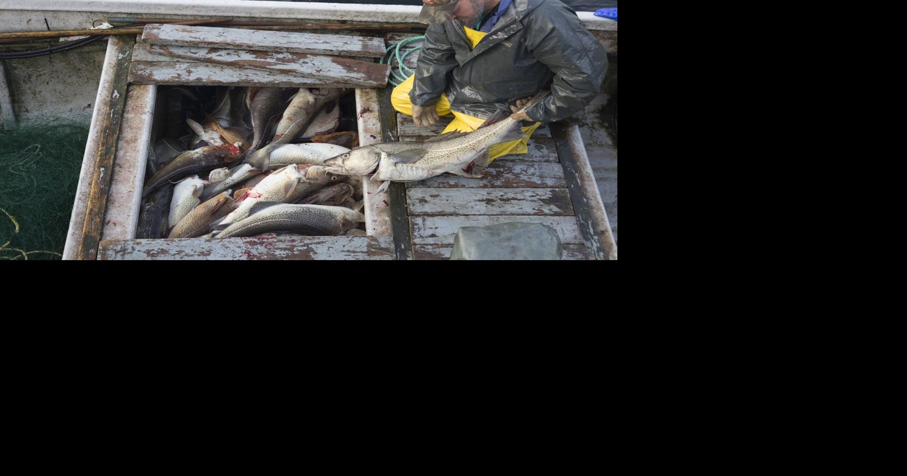 ‘Cod’ has plenty to tell us about fishing