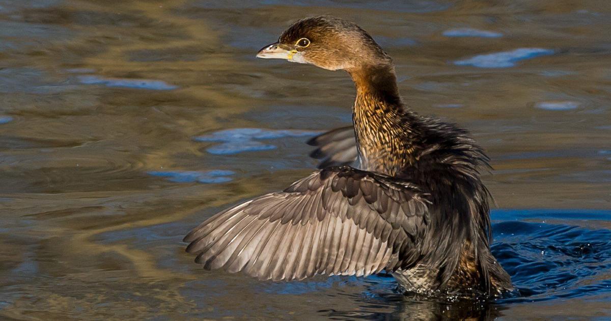 Vip Billed Despite its appearance, the pied-billed grebe is definitely not a duck