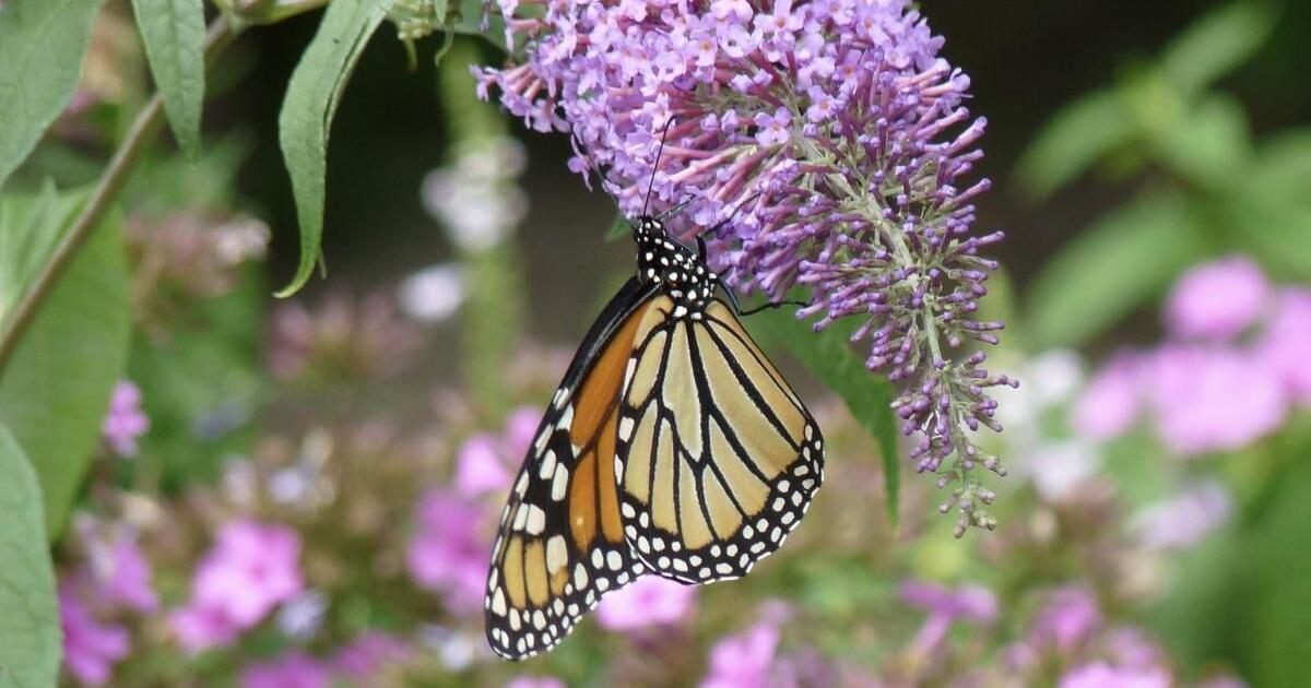 Drew Monkman: Beautiful butterflies are everywhere in Peterborough and the Kawarthas - Vimarsana News
