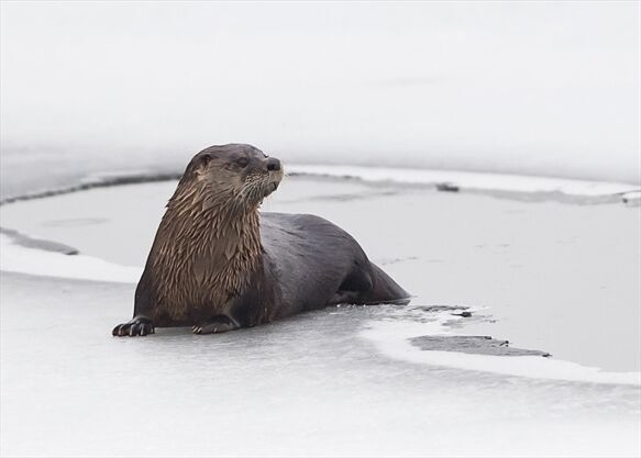 The strange encounter between a skilled otter and a brazen mink