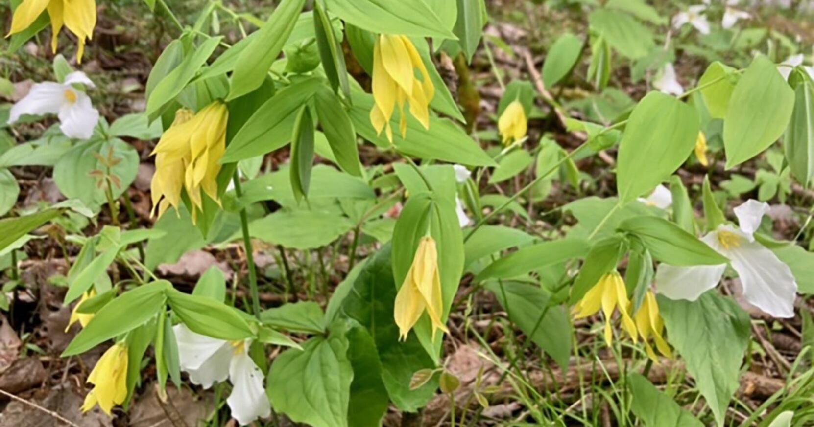 Buckhorn: Hunting for spring flowers - Vimarsana News
