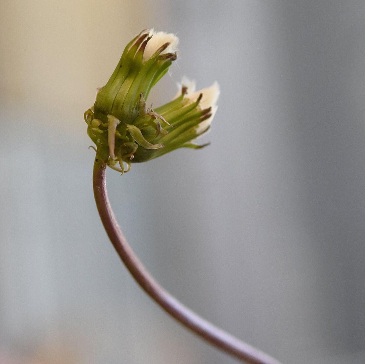 Peterborough resident discovers 2 headed dandelion