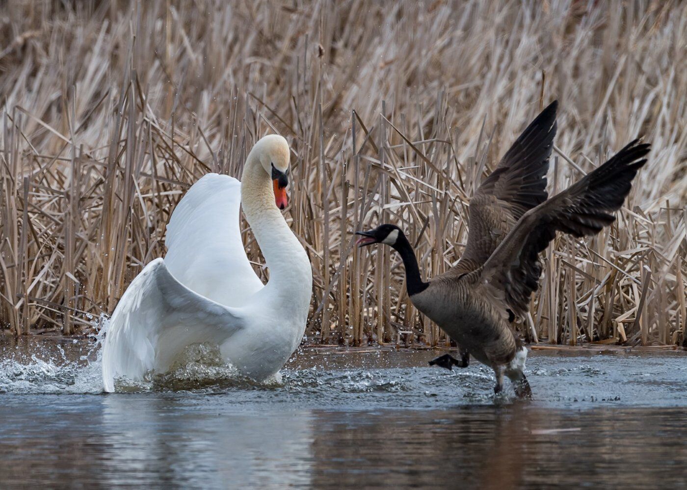 This Mute Swan and this Canada Goose did not get along