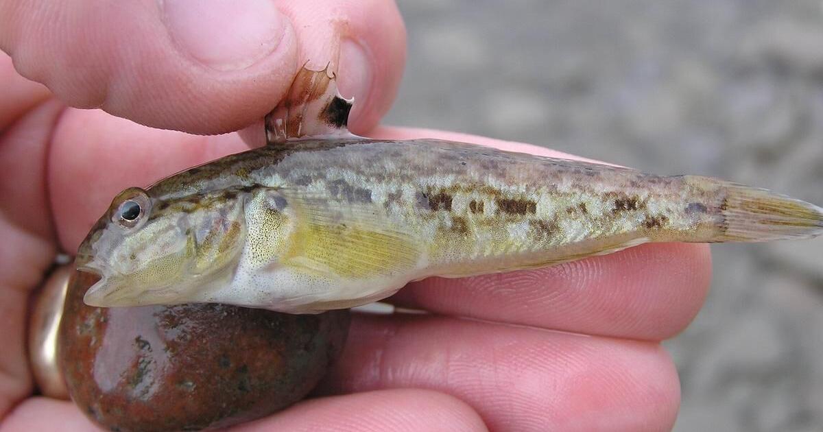 Invasive round gobies detected in Peterborough’s Otonabee River