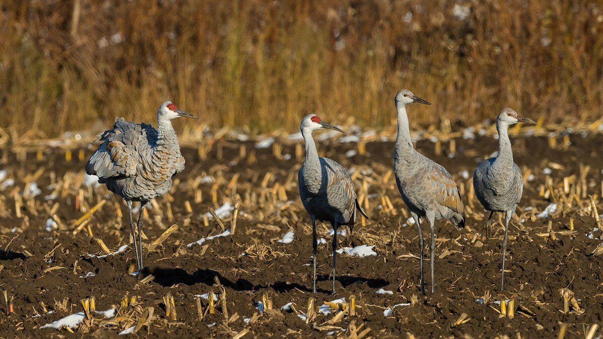 The yearly Kawartha gathering of the sandhill cranes