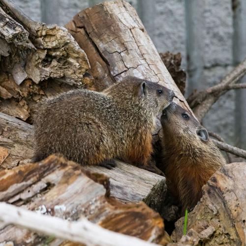 Will the groundhog see its shadow?