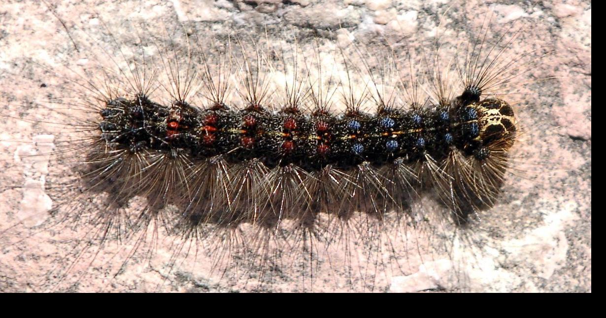 City of Toronto decides to spray insecticide to fight Gypsy Moth