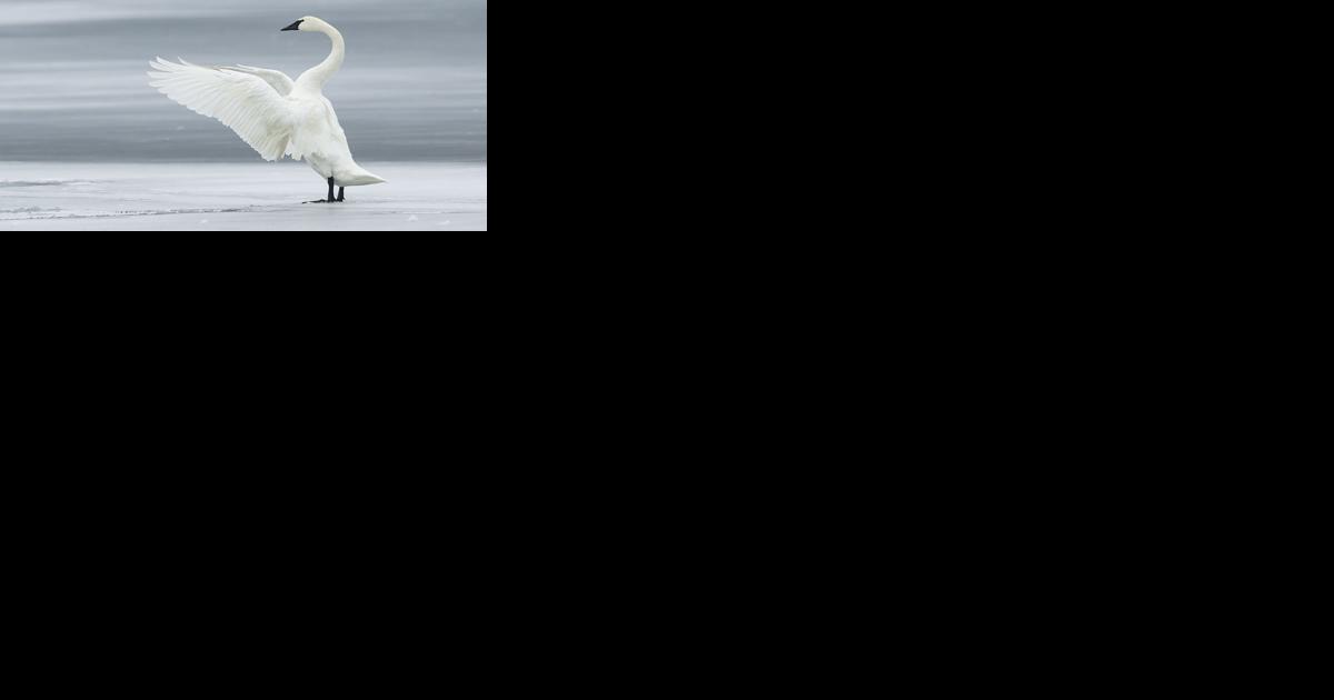 Swan lake - Vimarsana News