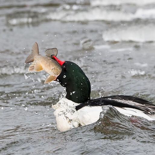 Kawartha carp loses epic battle to merganser duck
