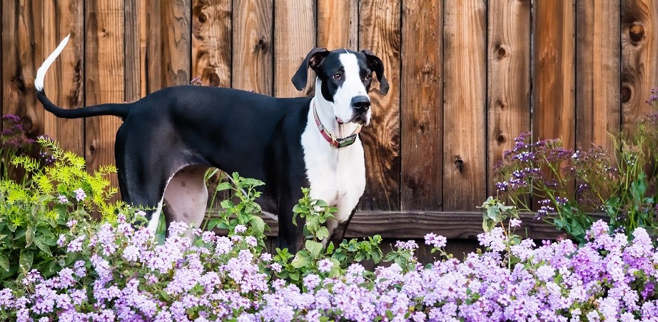what is the best ground cover for dogs