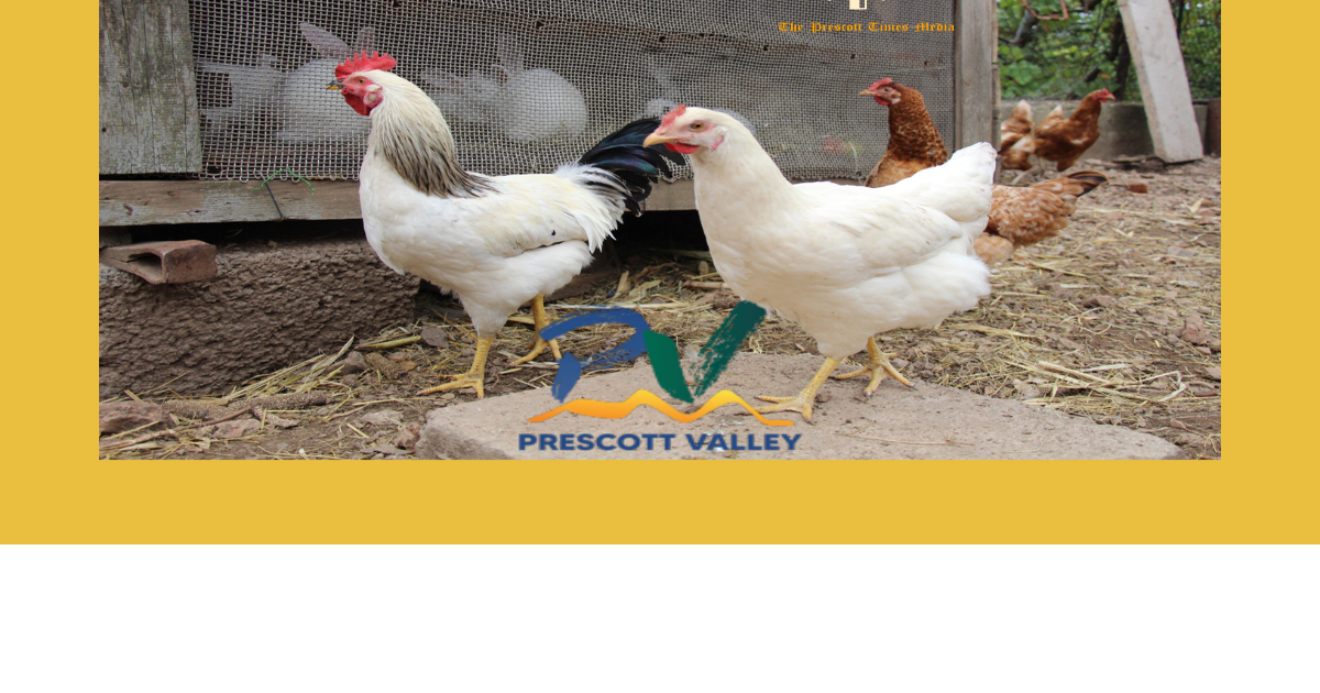 Prescott Valley Council sends chicken/rabbit question back to staff for ...