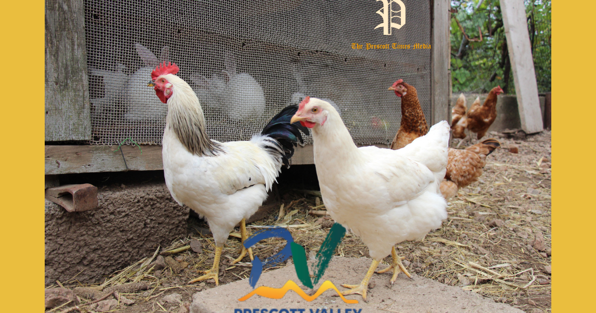 Prescott Valley Council sends chicken/rabbit question back to staff for ...