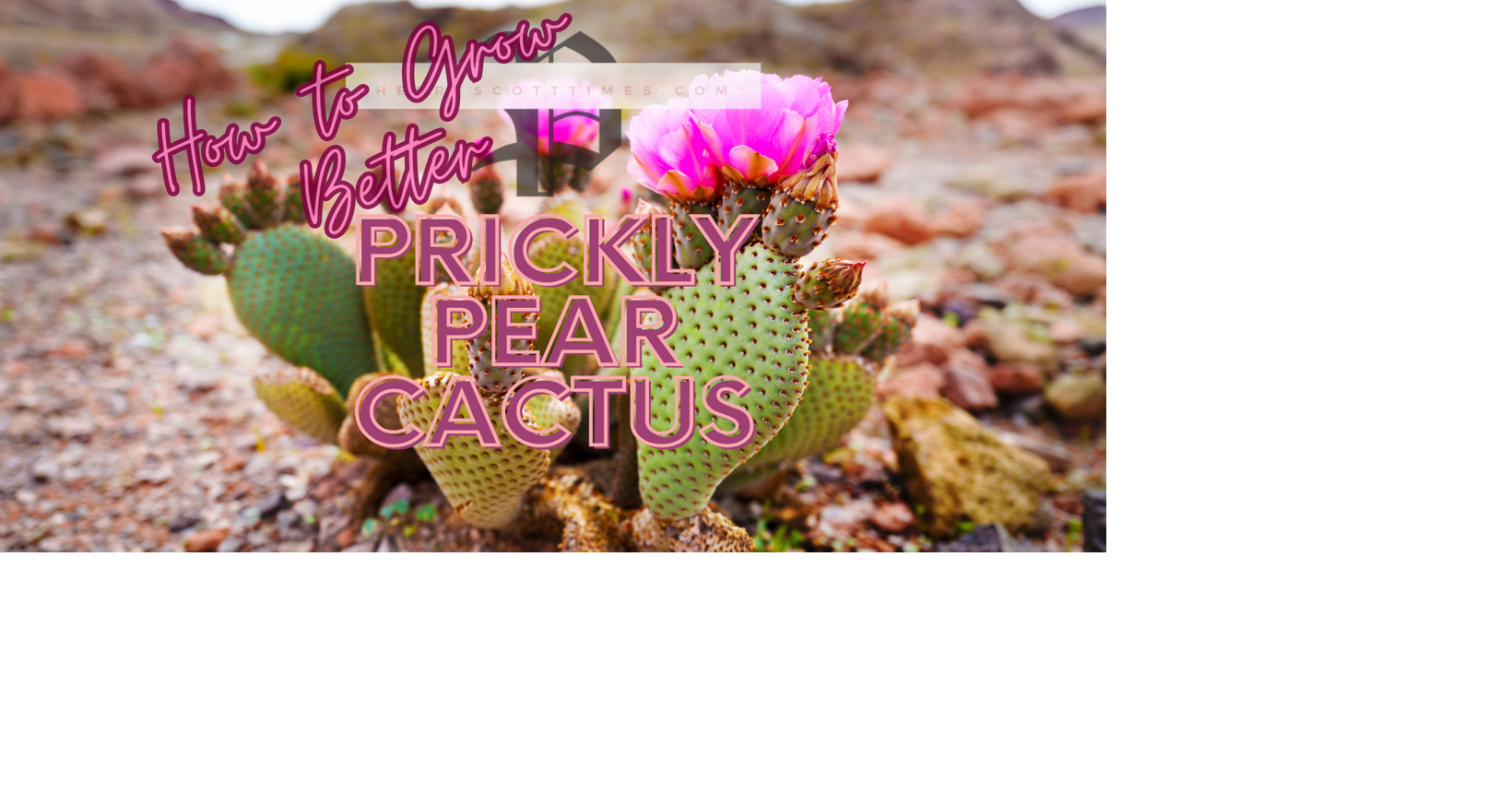 discover-the-beauty-and-bounty-of-prickly-pear-cactus-a-guide-to