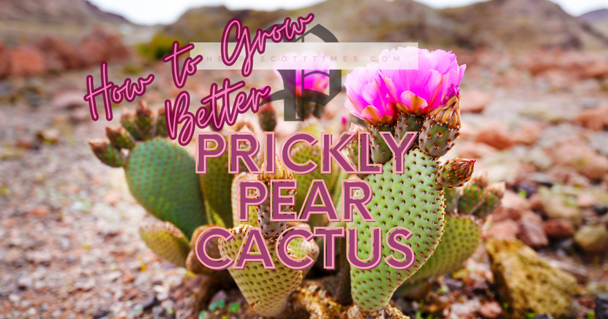 Discover The Beauty And Bounty Of Prickly Pear Cactus A Guide To discover-the-beauty-and-bounty-of-prickly-pear-cactus-a-guide-to