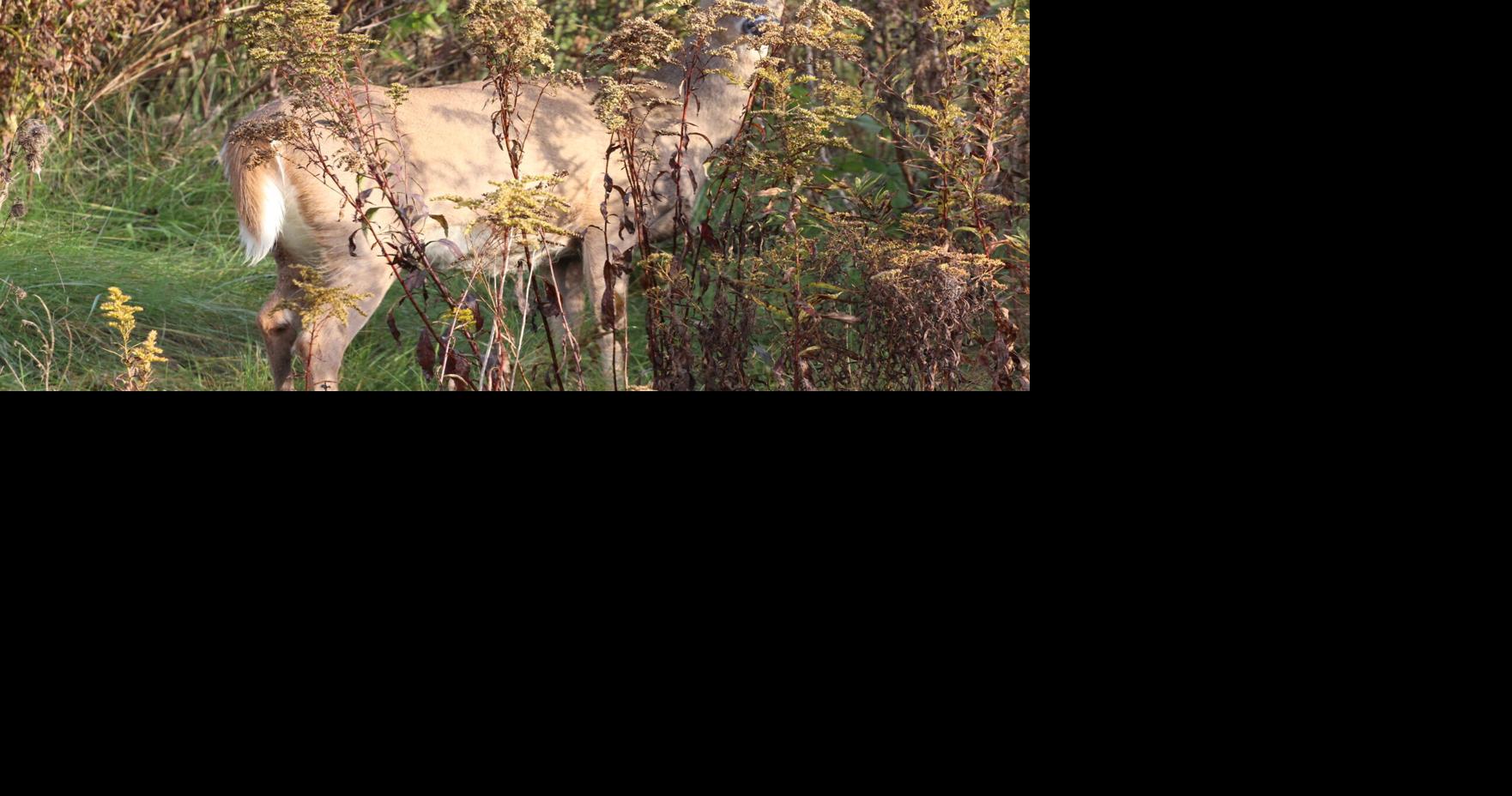 Pennsylvania hunters set venison donation record in 2024–25 season