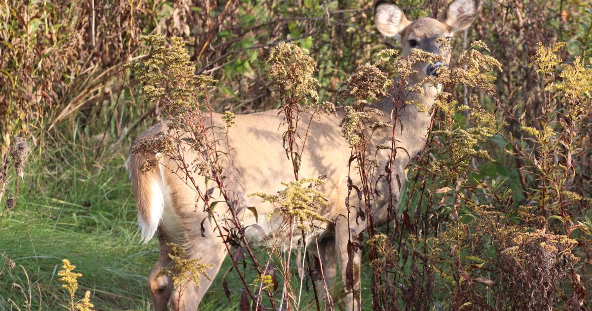Pennsylvania hunters set venison donation record in 2024–25 season