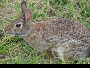 Game Commission to address rabbit hemorrhagic disease |