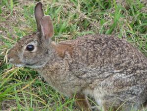 Game Commission to address rabbit hemorrhagic disease | Game Commission to address rabbit hemorrhagic disease |