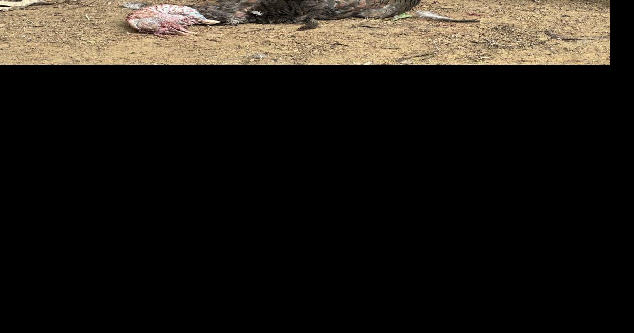 Fall turkey season on the horizon