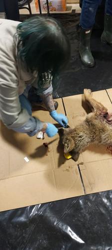 32ND ANNUAL MOSQUITO CREEK COYOTE HUNT | News | theprogressnews.com