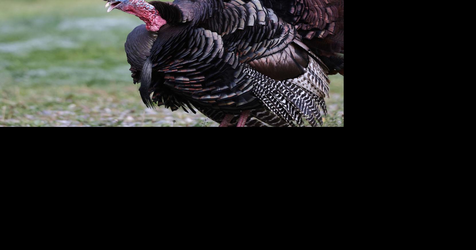 Fall turkey season is underway
