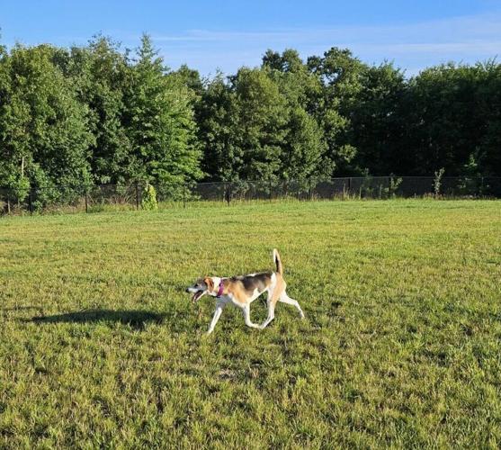 Lawrence Township unleashes new dog park Local