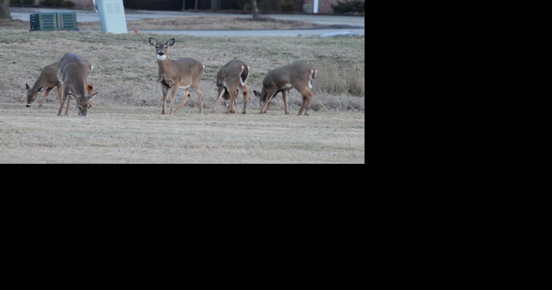 EHD, a disease often fatal to deer, detected in Pennsylvania
