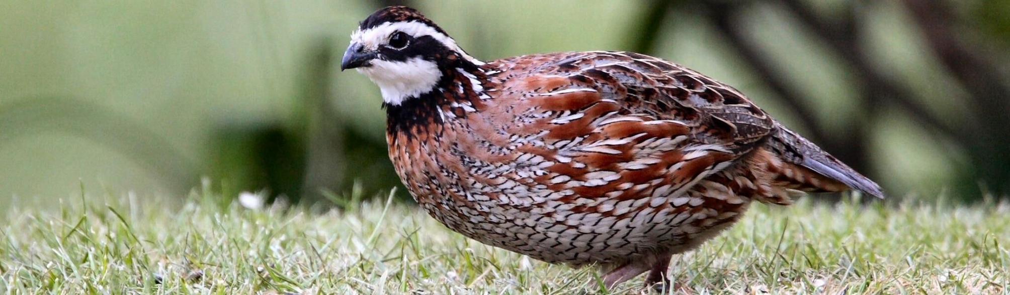 Bobwhite Quail back in Pennsylvania | Environment | theprogressnews.com