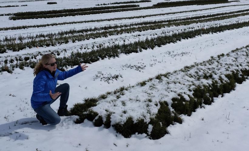 Old news saves money for Pine Grove Nursery News