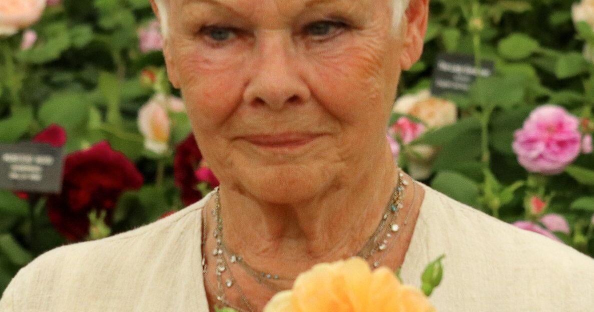 In the Garden: A rose among the roses