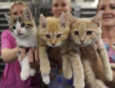 Waterloo Region Cats And Kittens Hoping