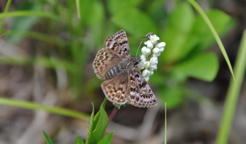 University of Guelph project aims to bring back endangered butterfly to