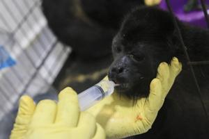 The number of heat-related howler monkeys deaths in Mexico has risen to 157, with a few recovering